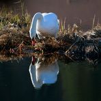 Le Cygne