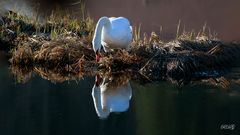 Le Cygne