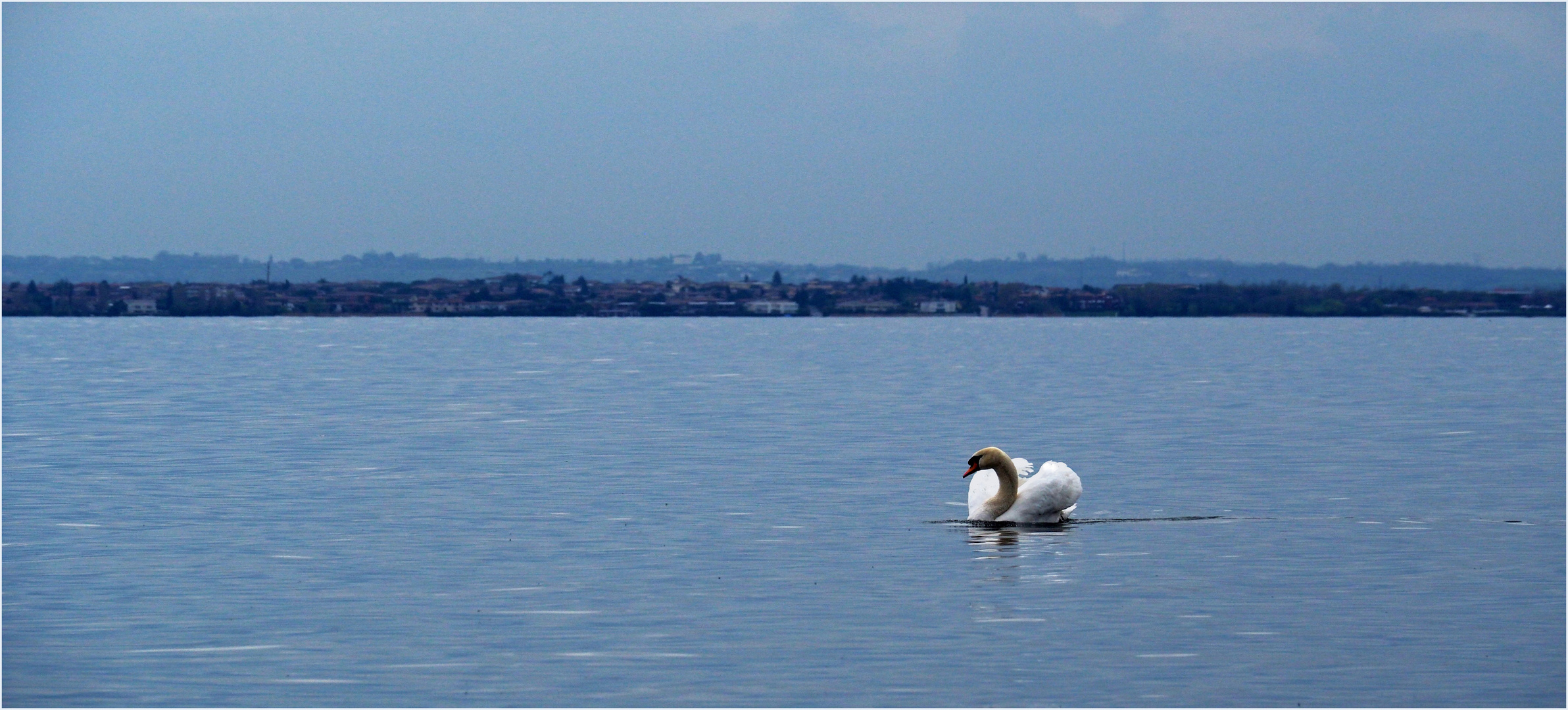 Le cygne