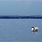 Le cygne