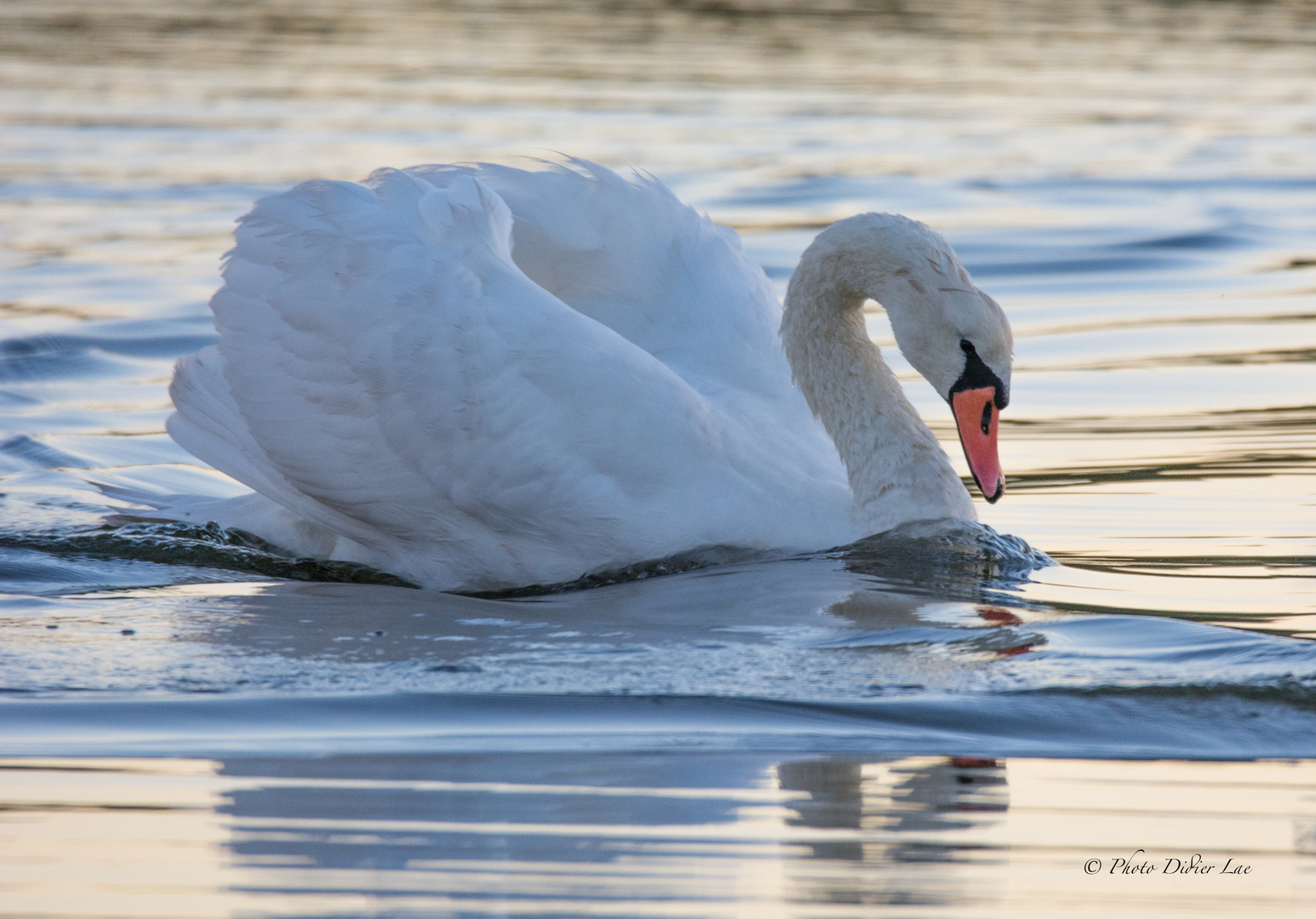 Le cygne