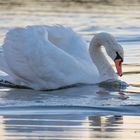 Le cygne