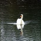 le cygne (1)