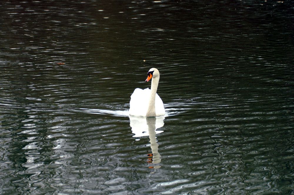 le cygne (1)