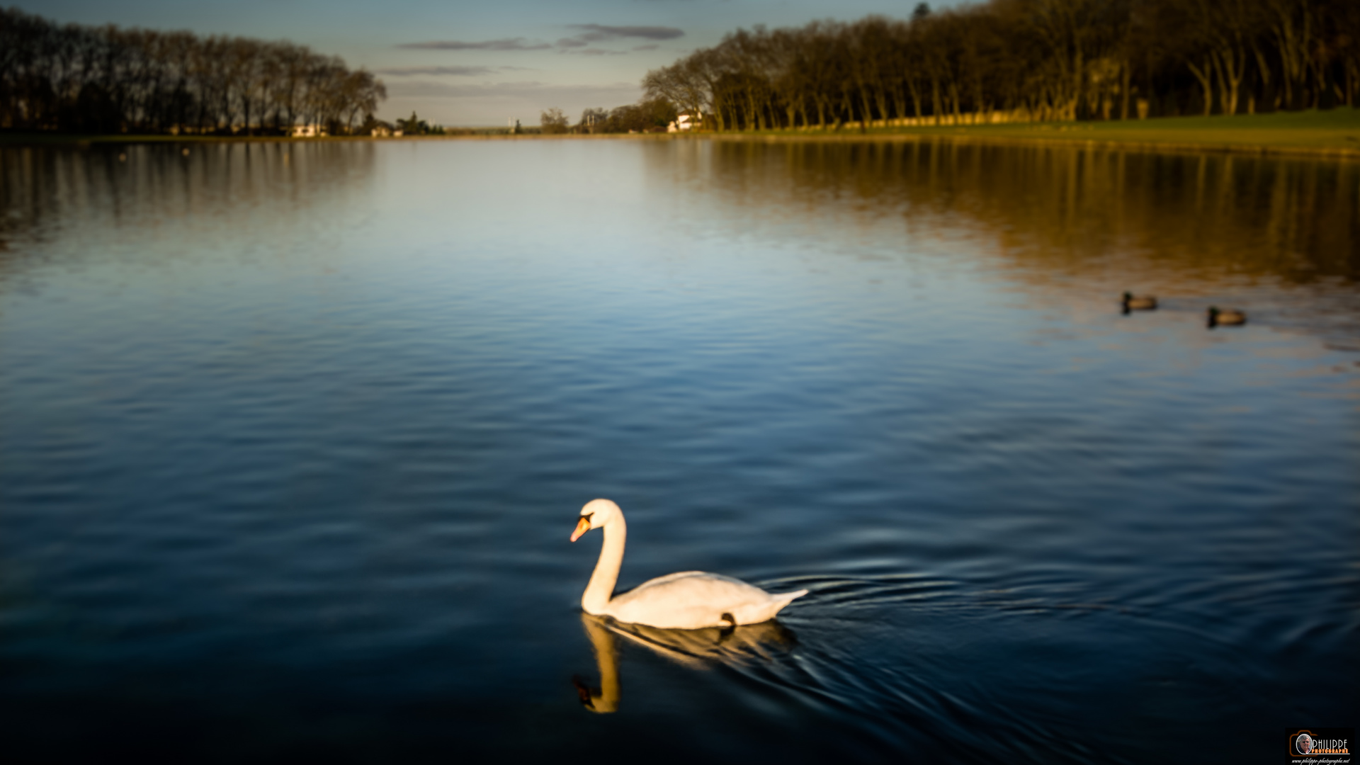 Le cygne