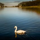 Le cygne