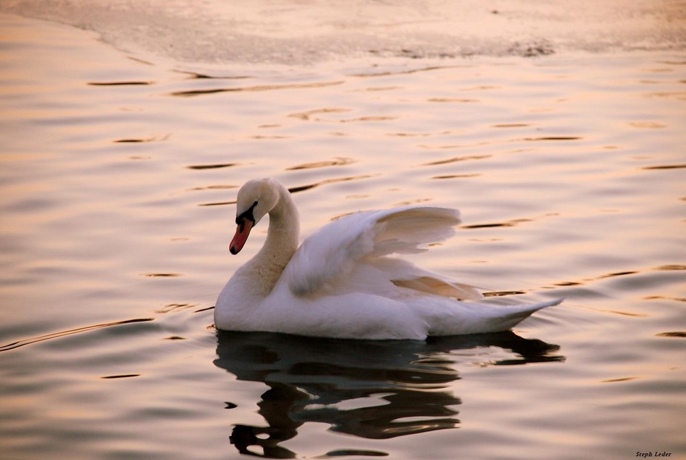 Le cygne