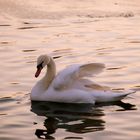 Le cygne