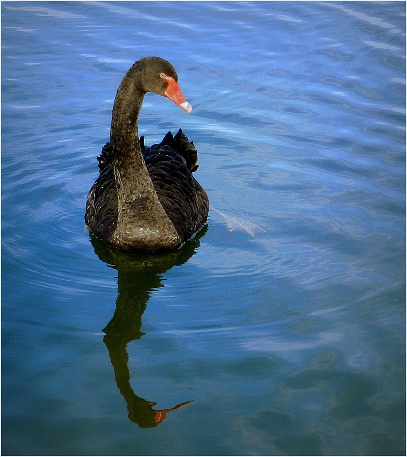 le cygne