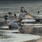 Le Cygne (2)