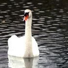 le cygne (2)