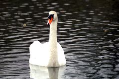 le cygne (2)