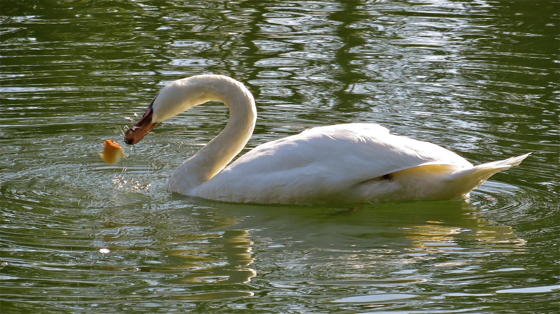 ...le cygne !!!...