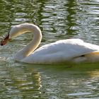 ...le cygne !!!...