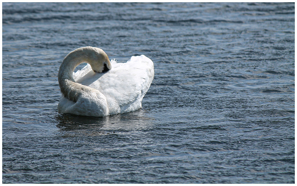 Le cygne