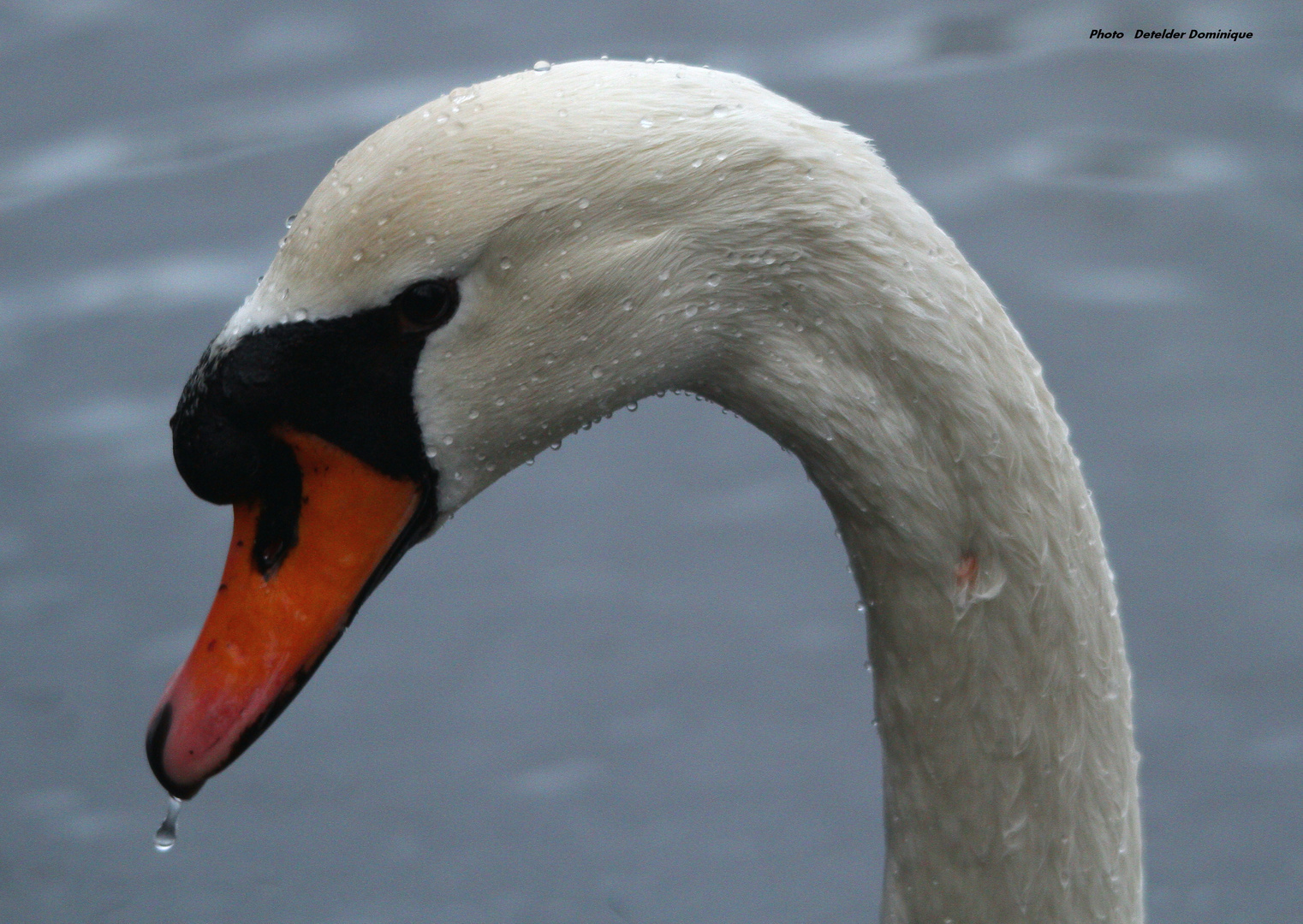 Le Cygne (3)