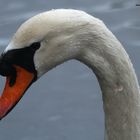 Le Cygne (3)