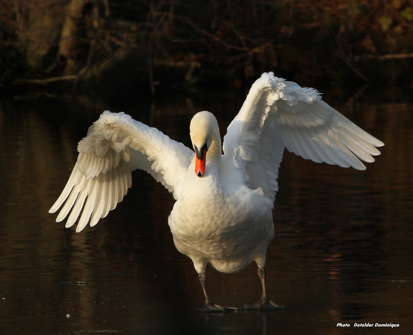 Le Cygne