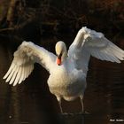 Le Cygne