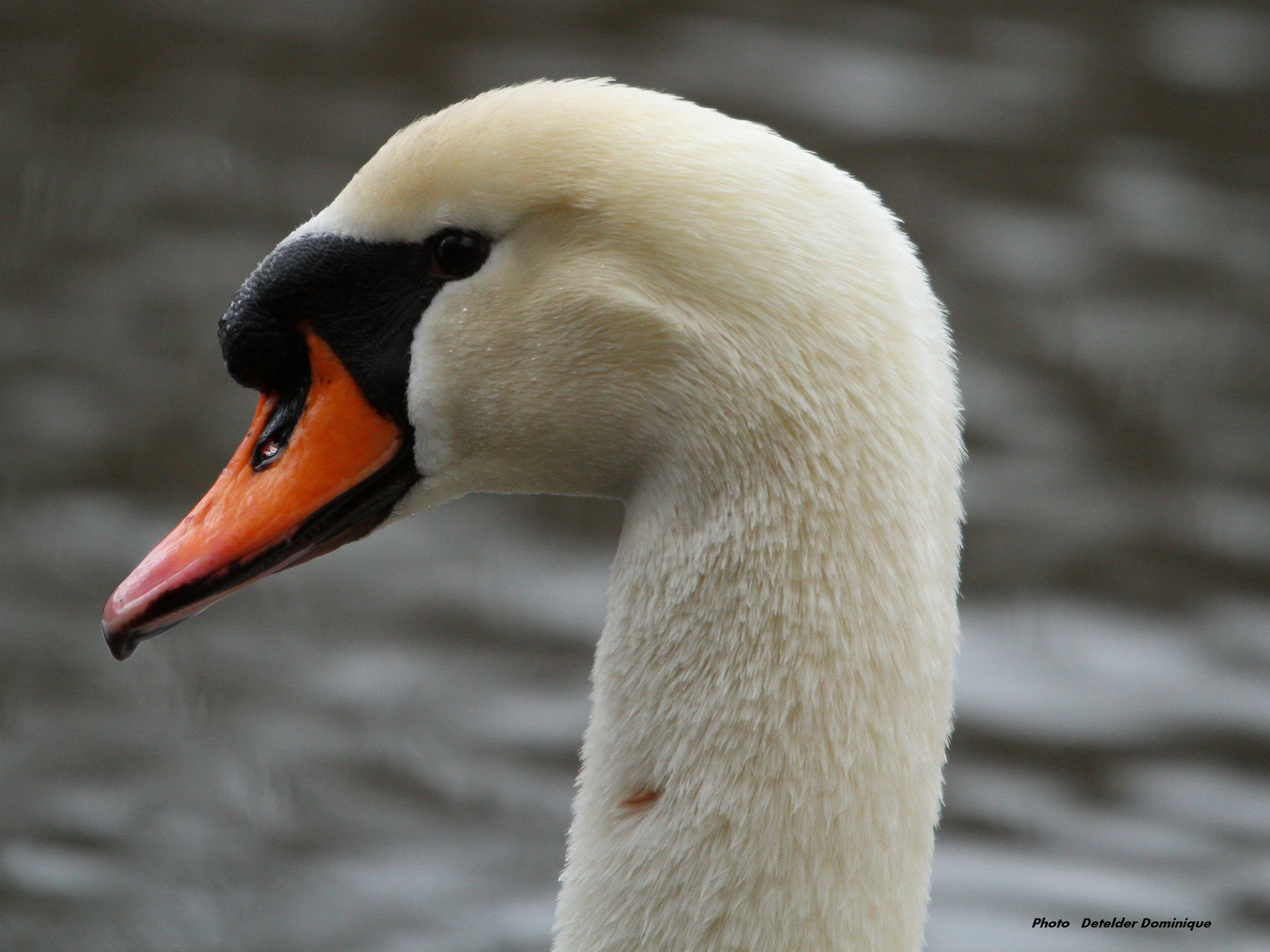 Le Cygne (4)