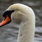 Le Cygne (4)