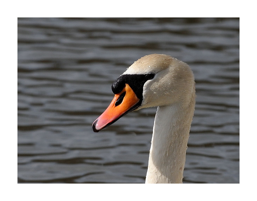 Le Cygne