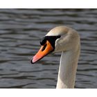 Le Cygne