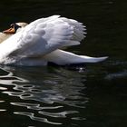 Le cygne