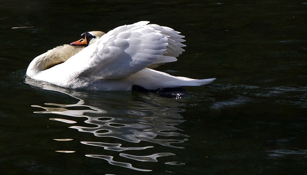 Le cygne