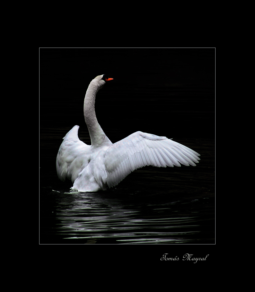 Le Cygne