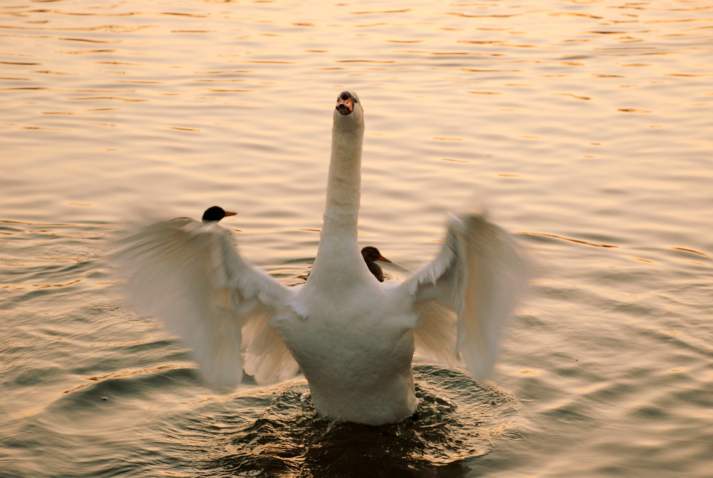 Le cygne