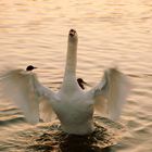 Le cygne