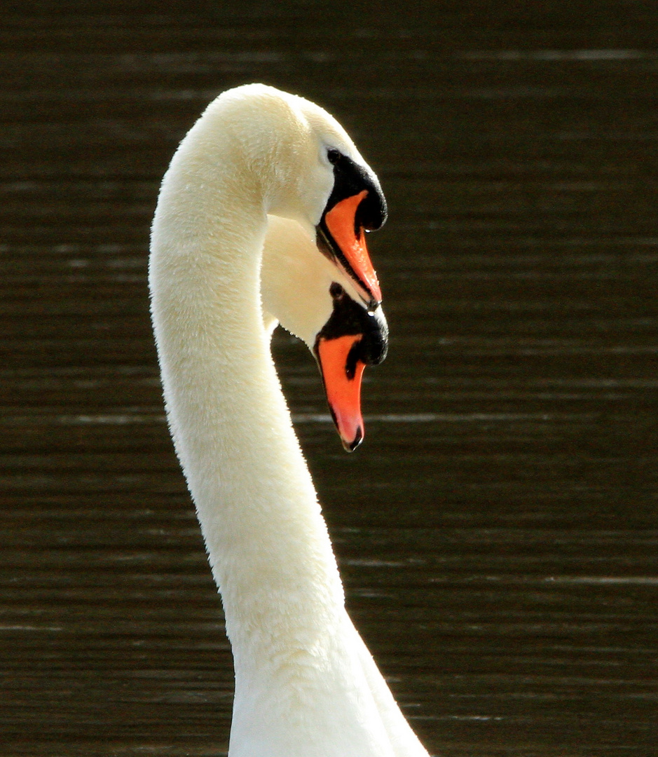 Le Cygne (5)