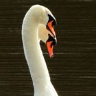 Le Cygne (5)