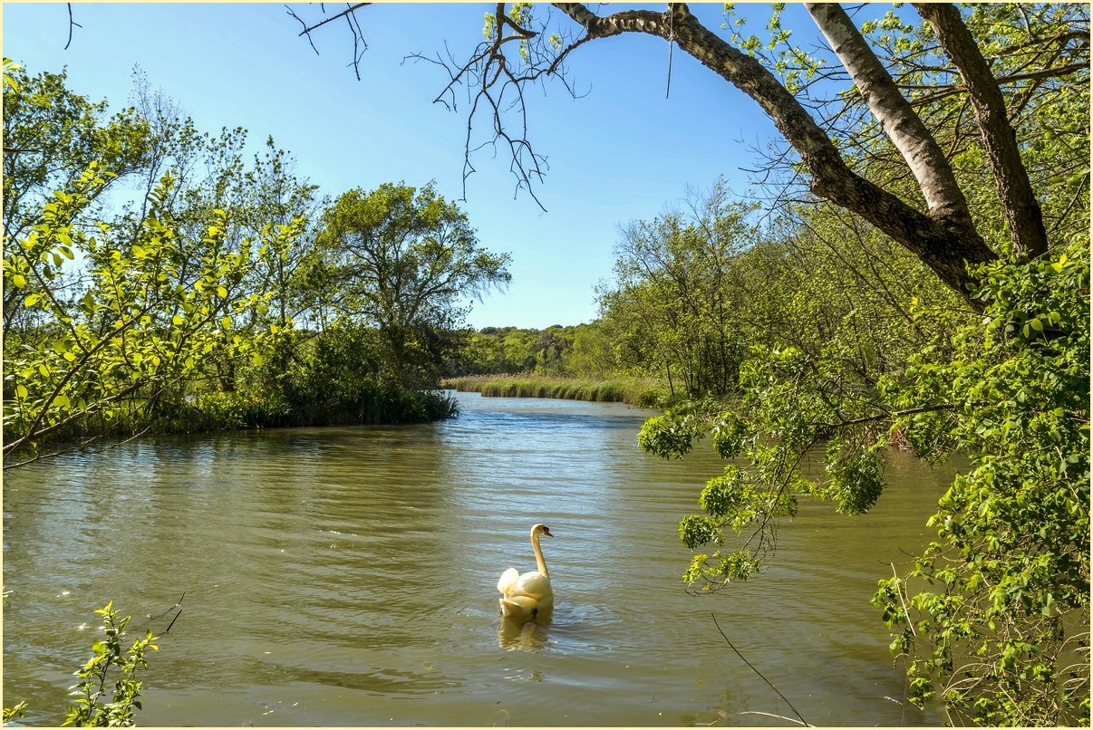 Le cygne