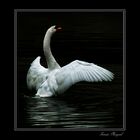 Le Cygne