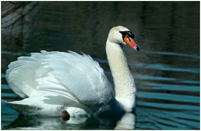 * le cygne *