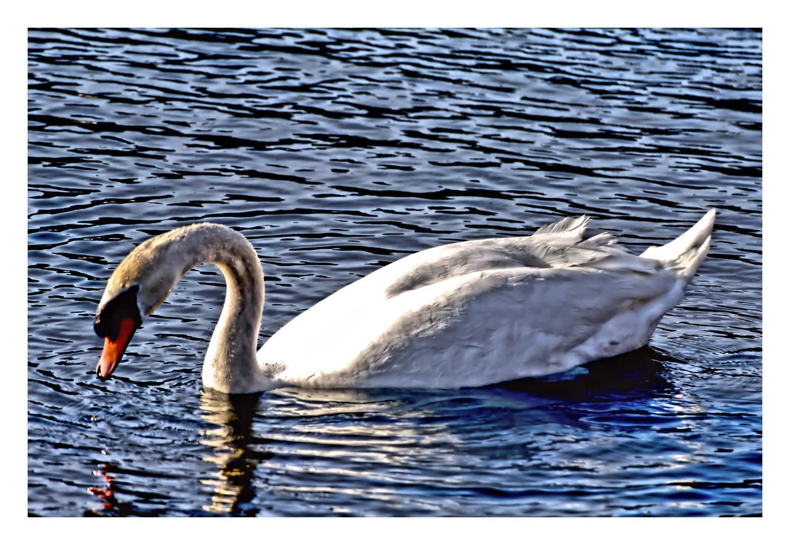 le cygne