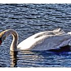 le cygne