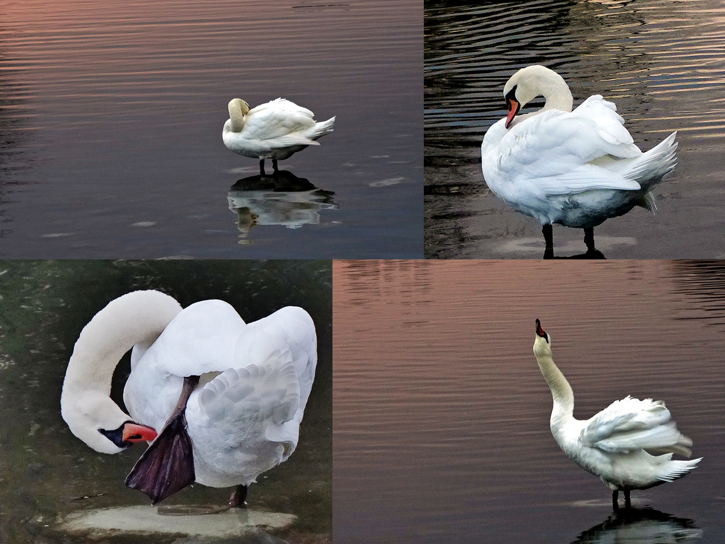 Le cygne