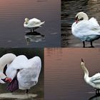 Le cygne