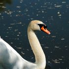 le Cygne