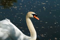 le Cygne