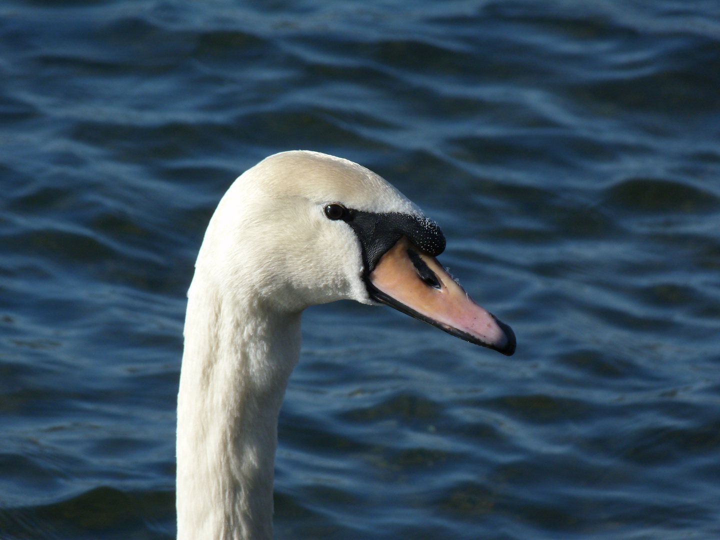 Le cygne