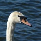 Le cygne