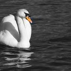 Le cygne