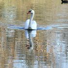 Le cygne !