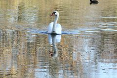 Le cygne !