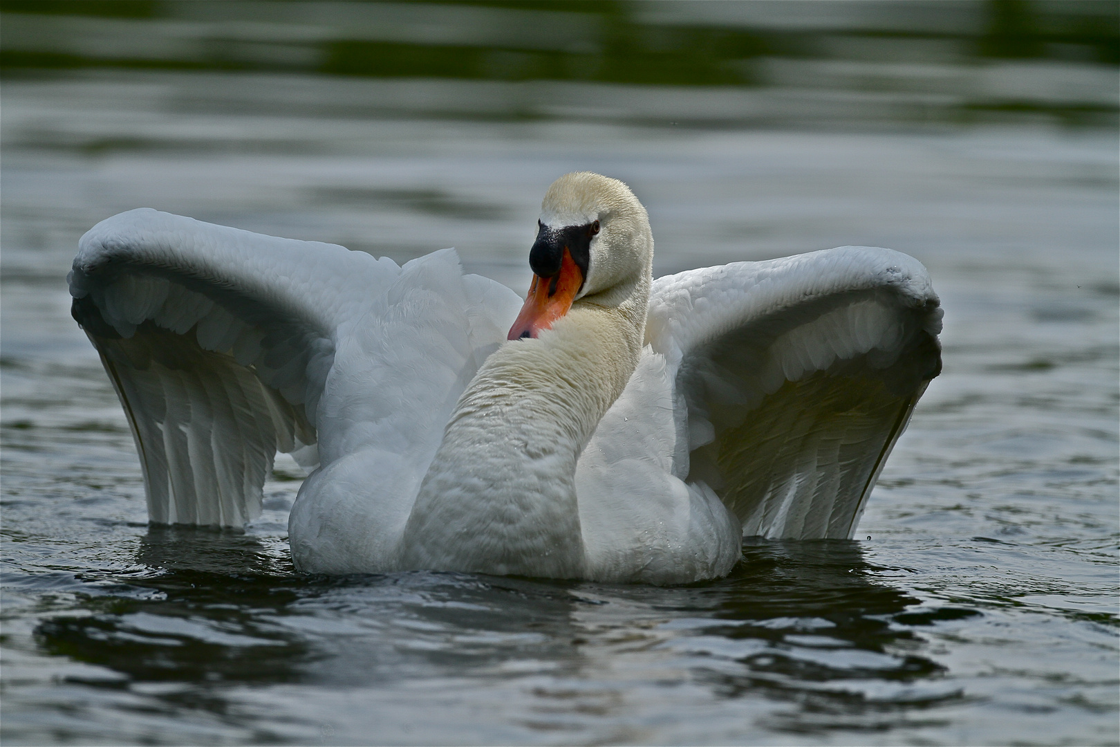 Le cygne.