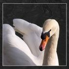 Le cygne